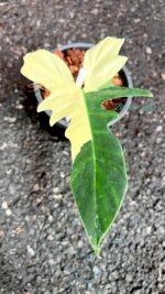 Philodendron Golden Dragon Variegated 1 Leaf