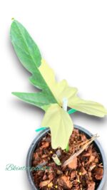 5 Plants Philodendron Goldend Dragon Variegated 1 Leaf - Image 2