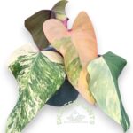 5 Plants Philodendron Strawberry Shake Variegated