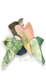 5 Plants Philodendron Strawberry Shake Variegated