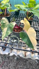 5 Plants Philodendron Strawberry Shake Variegated - Image 4