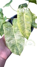 Philodendron Burle Marx Mint Variegated - Image 2