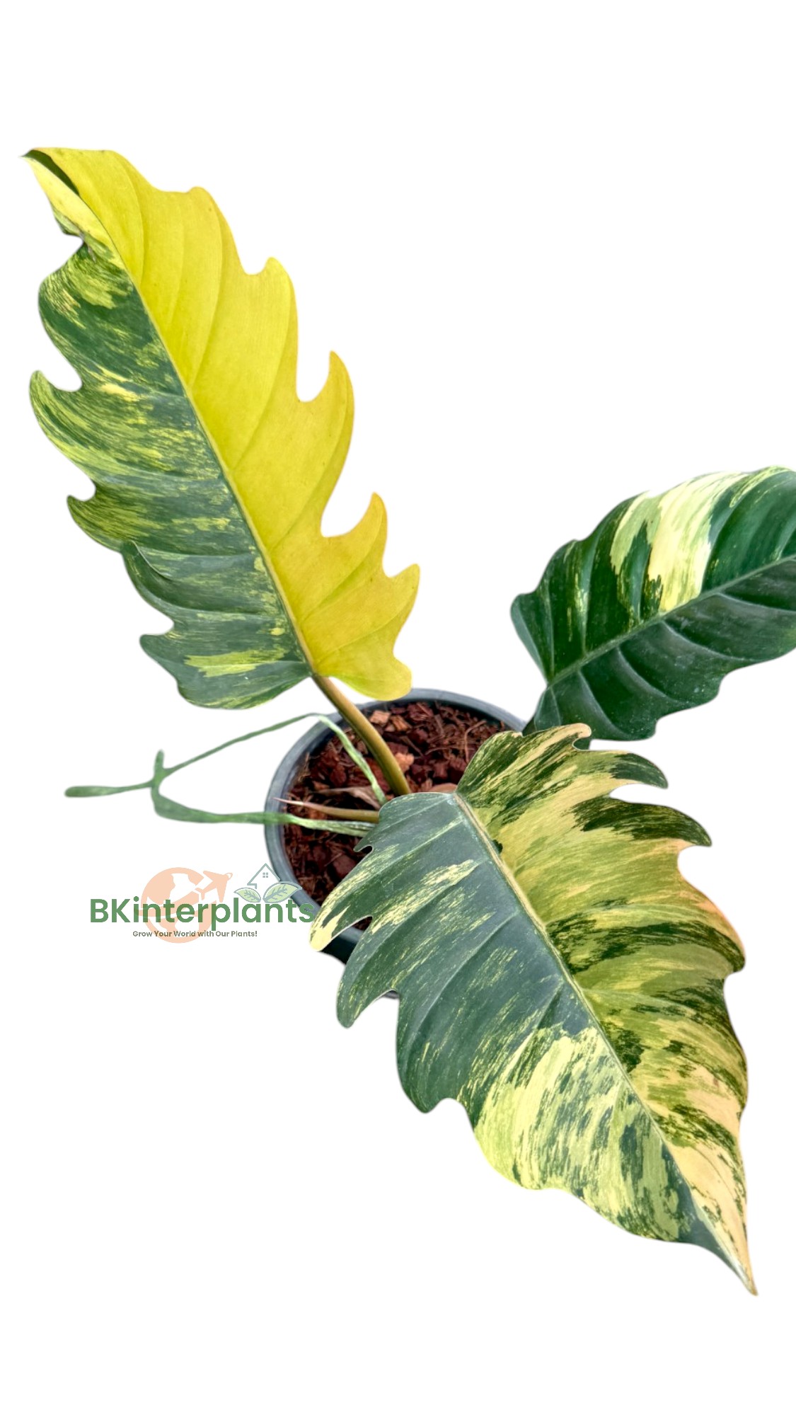 ccimg_7548-photoroom.jpg Philodendron Caramel Marble Variegated - Image 1