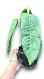 Philodendron Sharoniae - Image 2