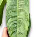 Philodendron Sharoniae