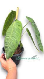 Philodendron Sharoniae - Image 4