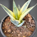 Sansevevieria Gabriella Variegated