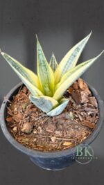Sansevevieria Gabriella Variegated