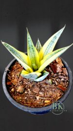 Sansevevieria Gabriella Variegated - Image 3
