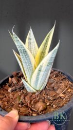 Sansevevieria Gabriella Variegated - Image 2