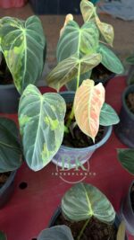 Philodendron Melanochrysum Variegated - Image 3