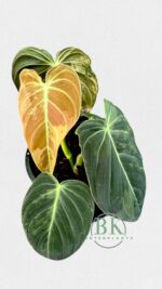 Philodendron Melanochrysum Variegated - Image 2