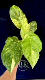 5 Plants Monstera Obliqua Mayuna Variegated