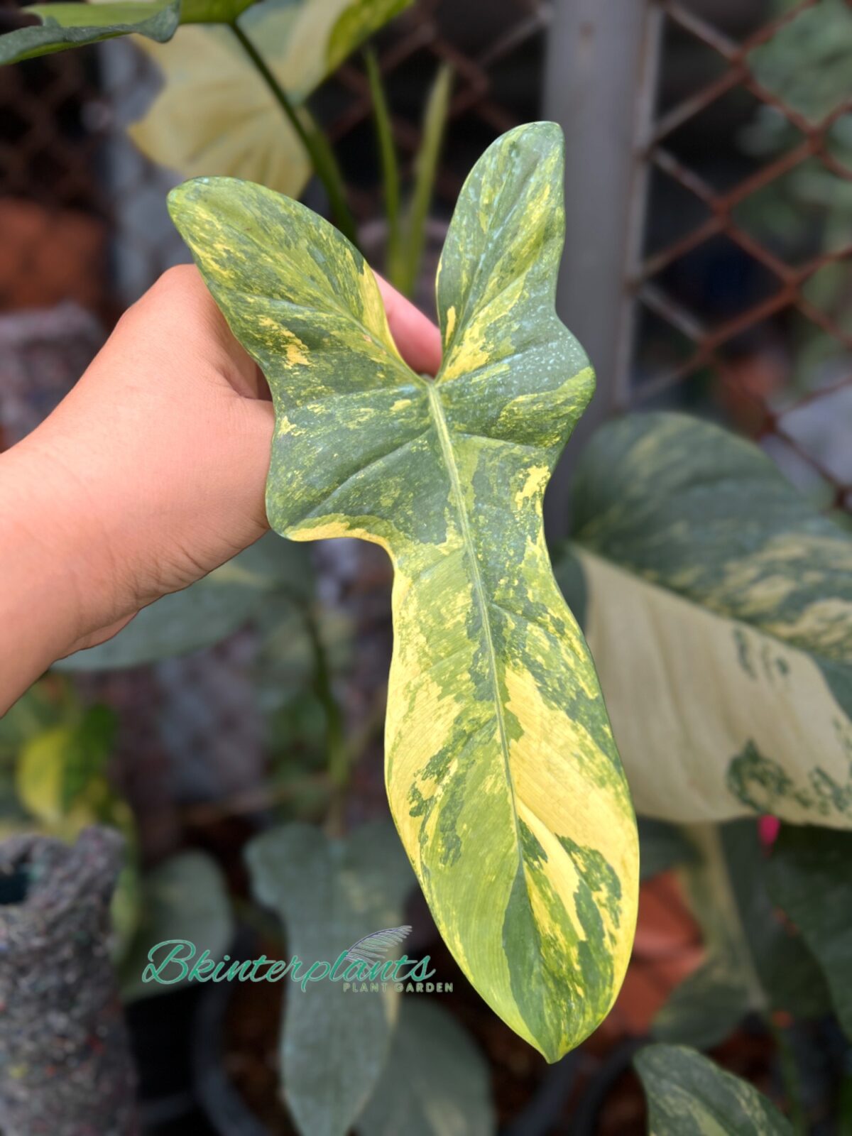 Philodendron Violin Variegated - Image 3