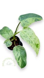 Philodendron Whipple Way Mint Leaf - Image 4