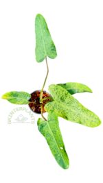 Philodendron Whipple Way Mint Leaf - Image 2