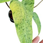 Philodendron Whipple Way Mint Leaf