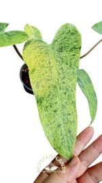 Philodendron Whipple Way Mint Leaf