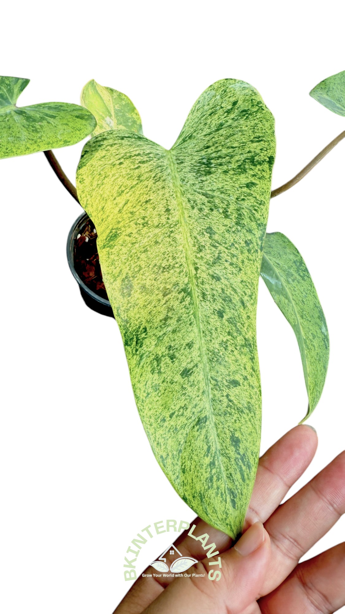 ccimg_8099-photoroom.jpg Philodendron Whipple Way Mint Leaf - Image 1