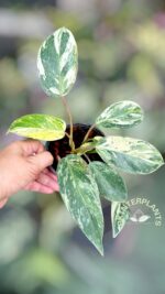 5 Plants Philodendron Emeral Queen Marble Aurea - Image 2