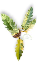 Philodendron Caramel Marble Variegated - Image 2