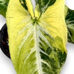Syngonium Scrambled Eggs Variegated