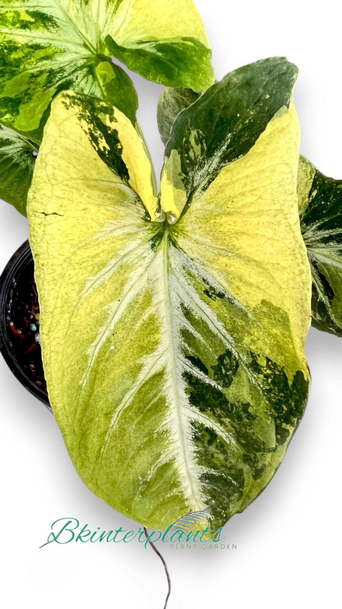 ccimg_8233-photoroom.jpg Syngonium Scrambled Eggs Variegated - Image 1