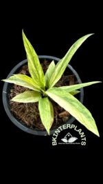 5 Plants Anthurium Vittarifolium Variegated(Necktie Variegated) Size S - Image 2