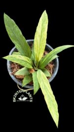 5 Plants Anthurium Vittarifolium Variegated(Necktie Variegated) Size S - Image 3