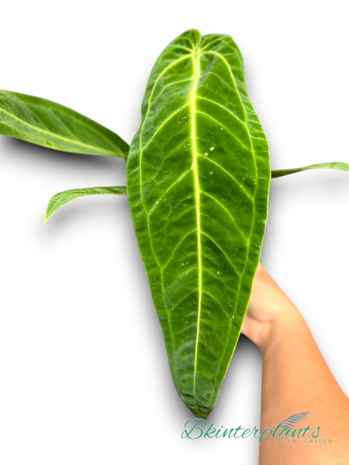 Anthurium Warocqueanum (Queen) - Image 4