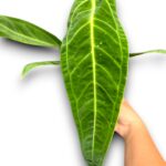 Anthurium Warocqueanum (Queen)