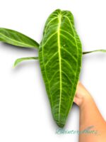 Anthurium Warocqueanum (Queen)