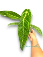 Anthurium Warocqueanum (Queen) - Image 2