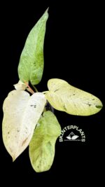 Philodendron Whipple Way Mottled - Image 3