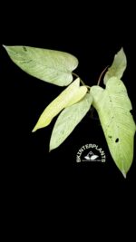 Philodendron Whipple Way Mottled - Image 2