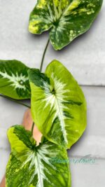 Syngonium Scrambled Eggs Variegated - Image 3