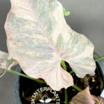 Syngonium Double Pink variegated Pink Cloud