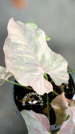 Syngonium Double Pink variegated Pink Cloud