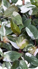 5 Plants Philodendron Red Anderson Variegated - Image 2