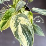 5 Plants Philodendron Emeral Queen Marble Aurea