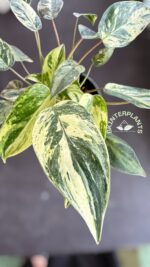 5 Plants Philodendron Emeral Queen Marble Aurea