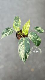 5 Plants Philodendron Emeral Queen Marble Aurea - Image 4