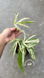 Zippelianum Amydrium Variegated - Image 3