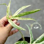 Zippelianum Amydrium Variegated