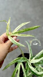 Zippelianum Amydrium Variegated