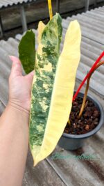 Philodendron Billietiae Variegated 3 Leaf - Image 4