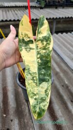 Philodendron Billietiae Variegated 1 Leaf