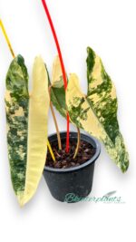 Philodendron Billietiae Variegated 3 Leaf