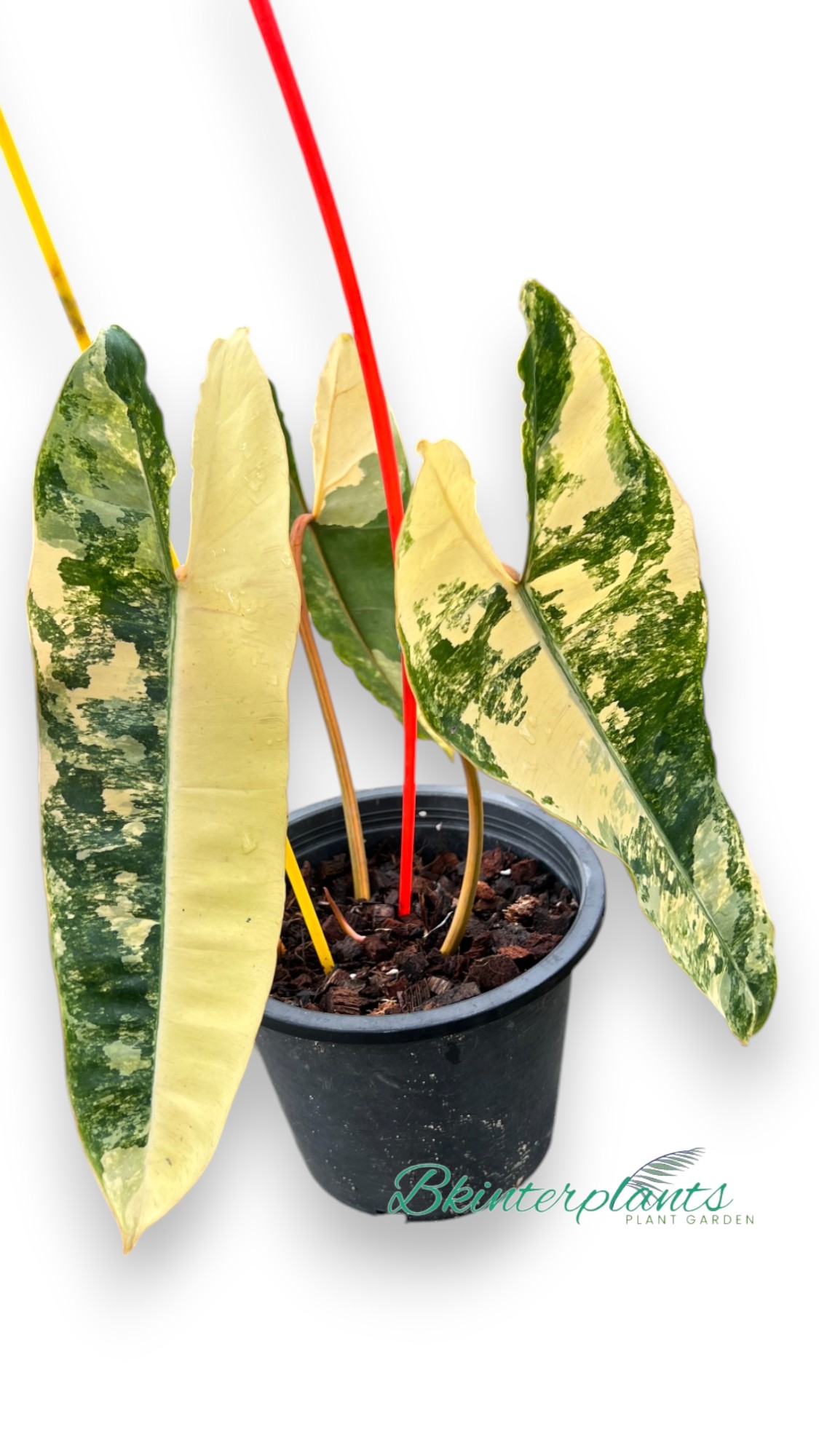 ccimg_9328-photoroom_1_.jpg Philodendron Billietiae Variegated 3 Leaf - Image 1