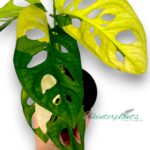 Monstera Adansonii Aurea Variegated